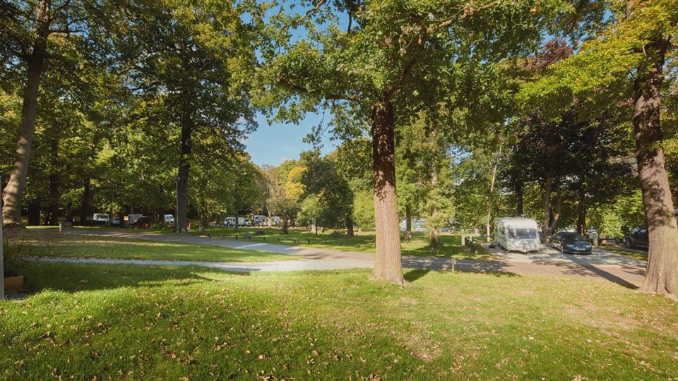 Tree-lined pitch roadway