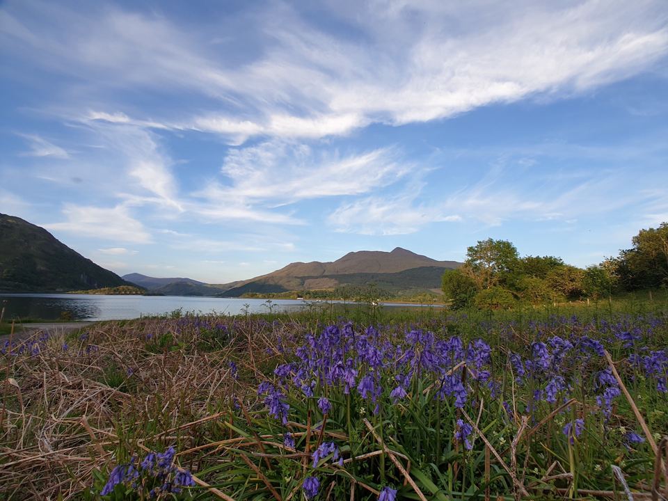 Bluebells by the loch
