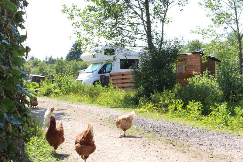 Hens on the track