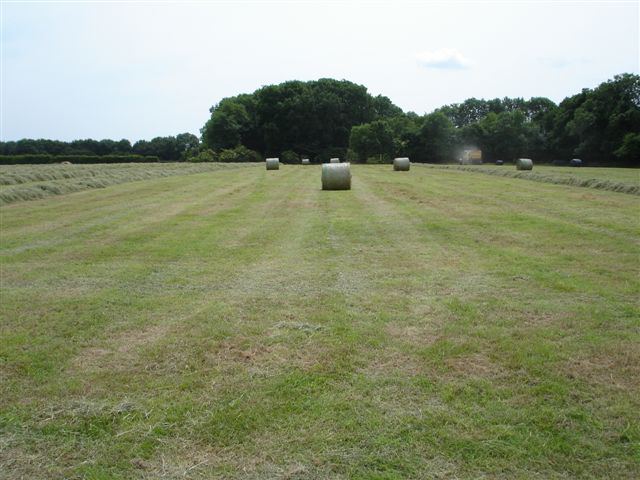 Mown field with hay bales