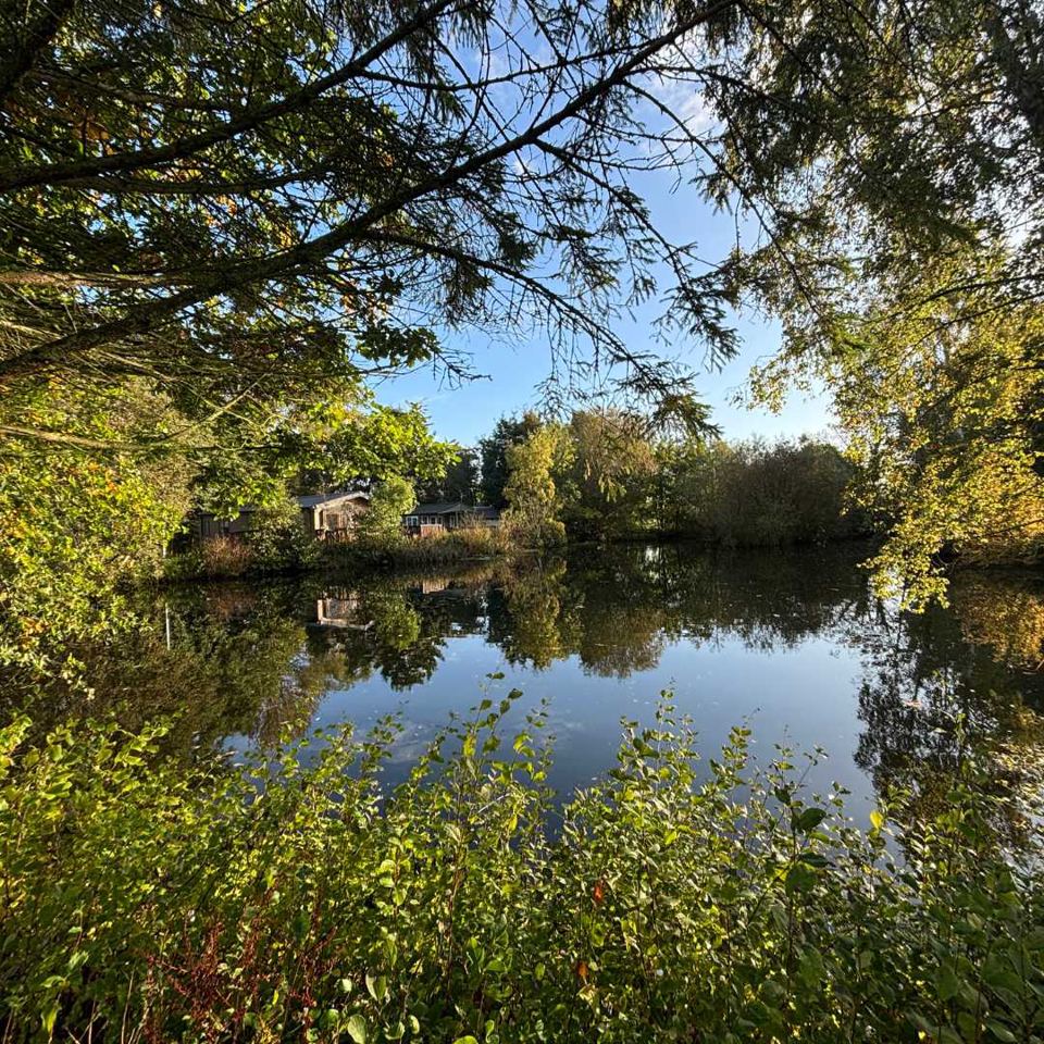 Pond through trees