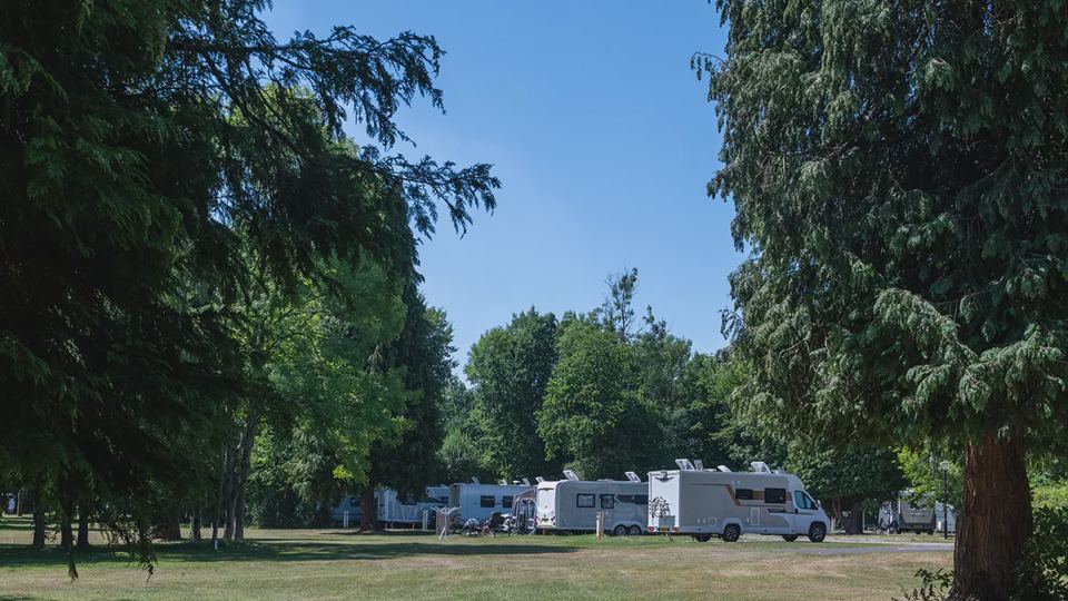 Pitches among tall trees