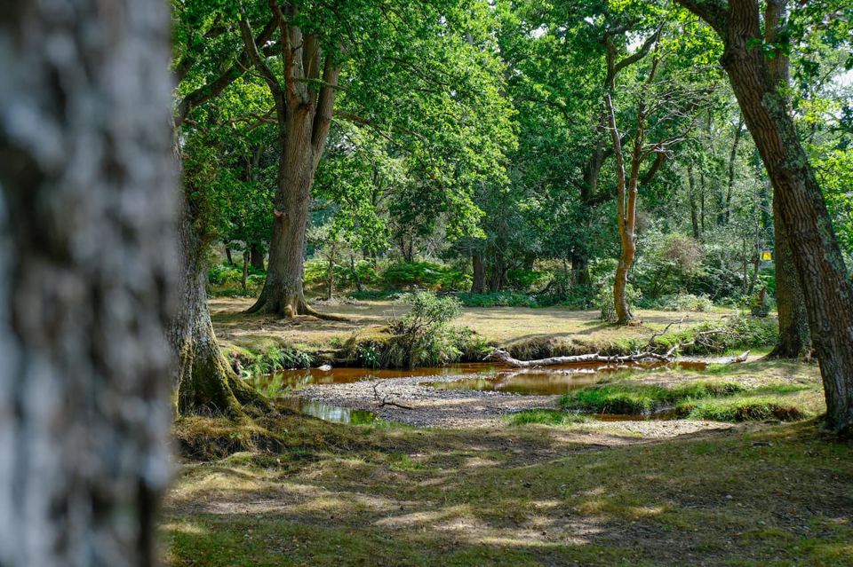 Woodland stream beside the site