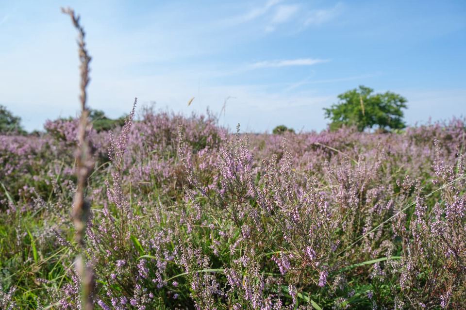 Purple heather close up
