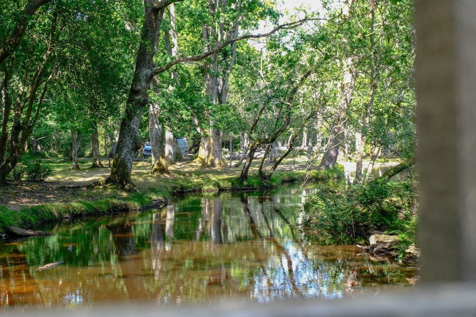 Stream through the woods