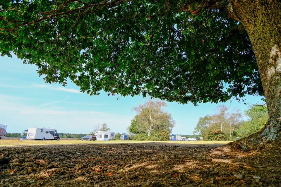 Open grass pitches under an oak