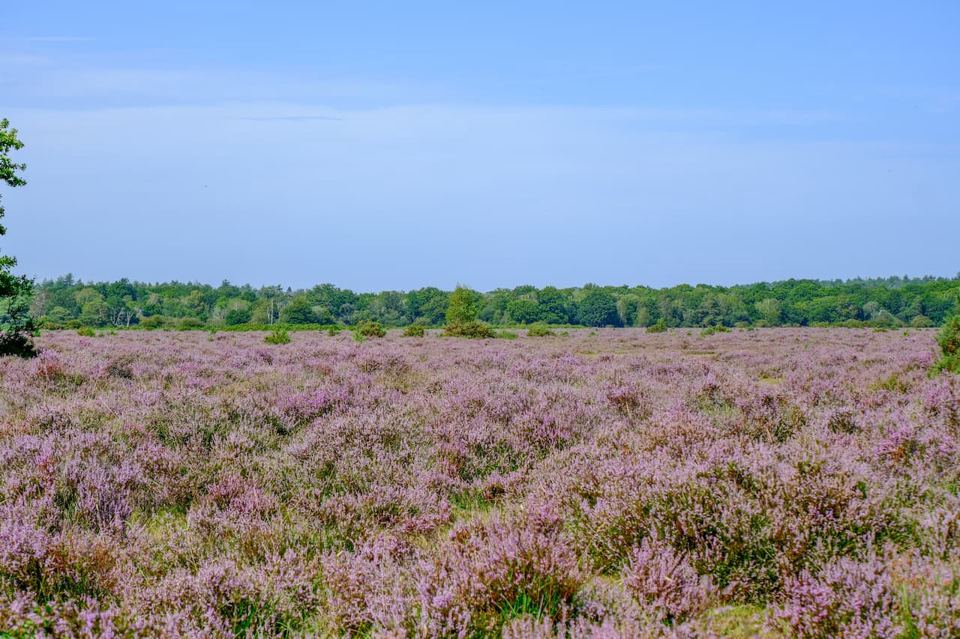 Heather on the heath