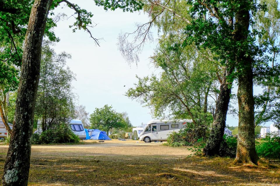 Pitches among the trees