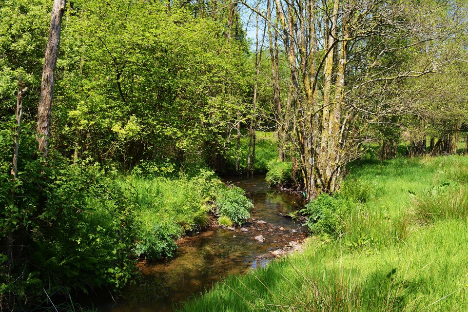 Stream running through the woods