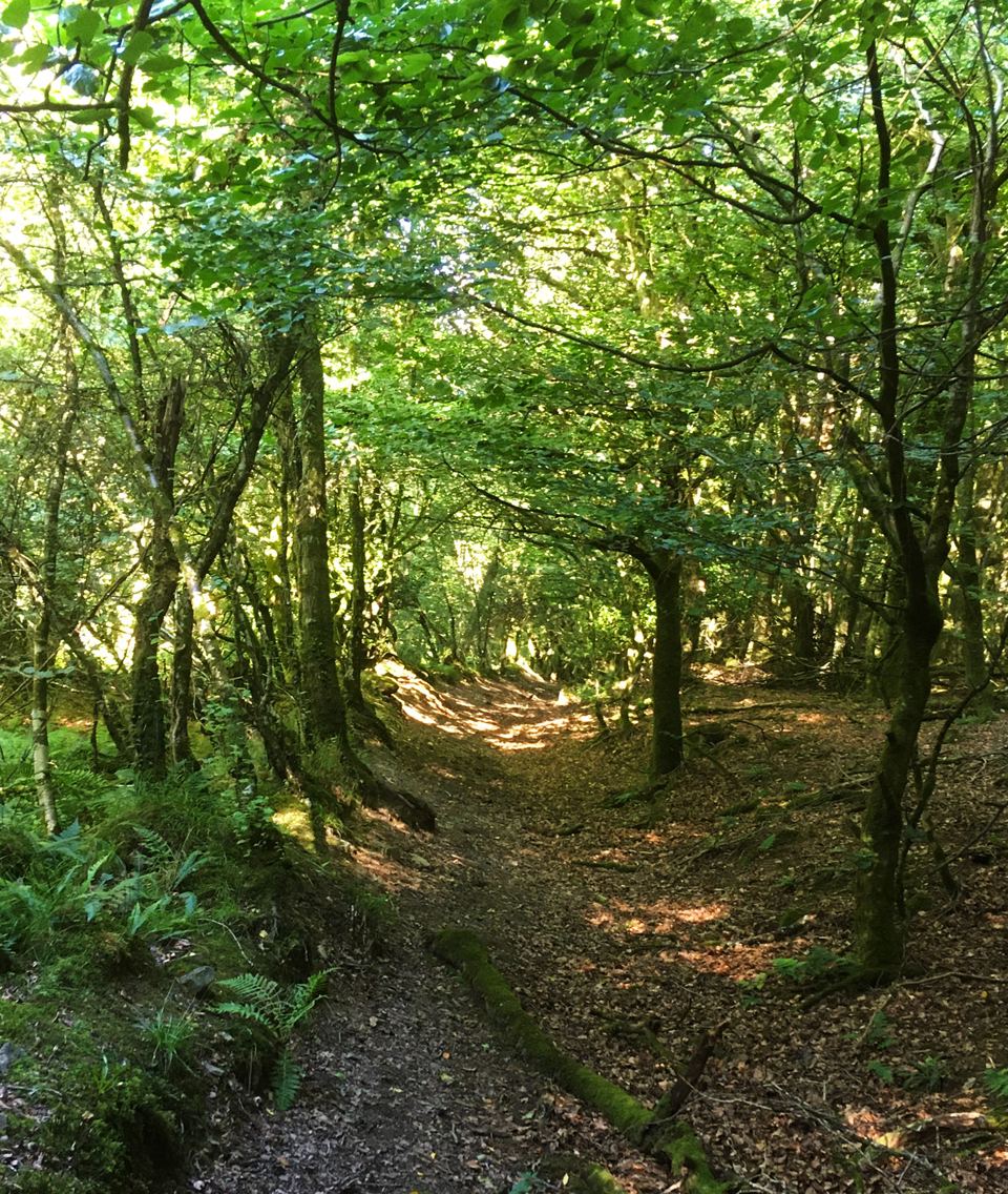 Woodland path through the trees