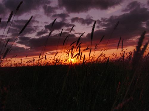 Sunset over the long grass