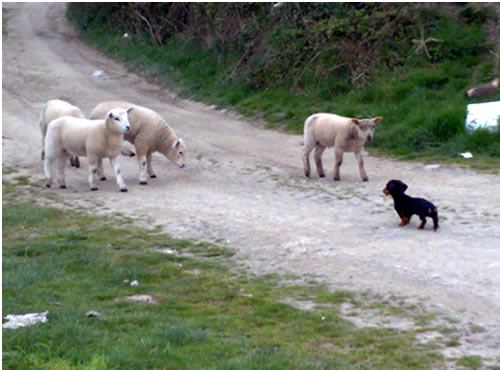 Lambs and a dog on the farm track