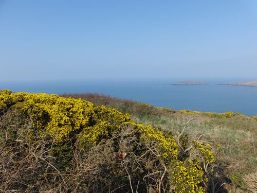 Gorse on the headland