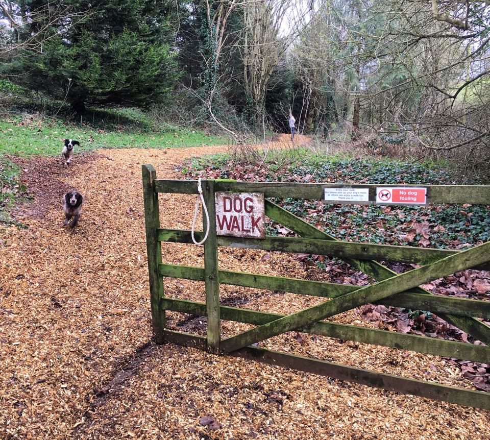 Dog walk path by the site