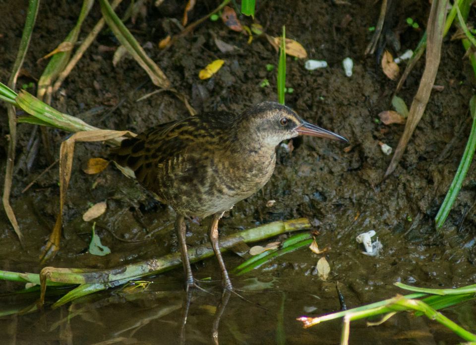 Water rail at the pond edge