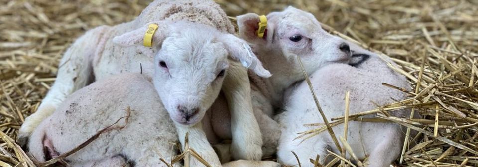 Lambs on the farm