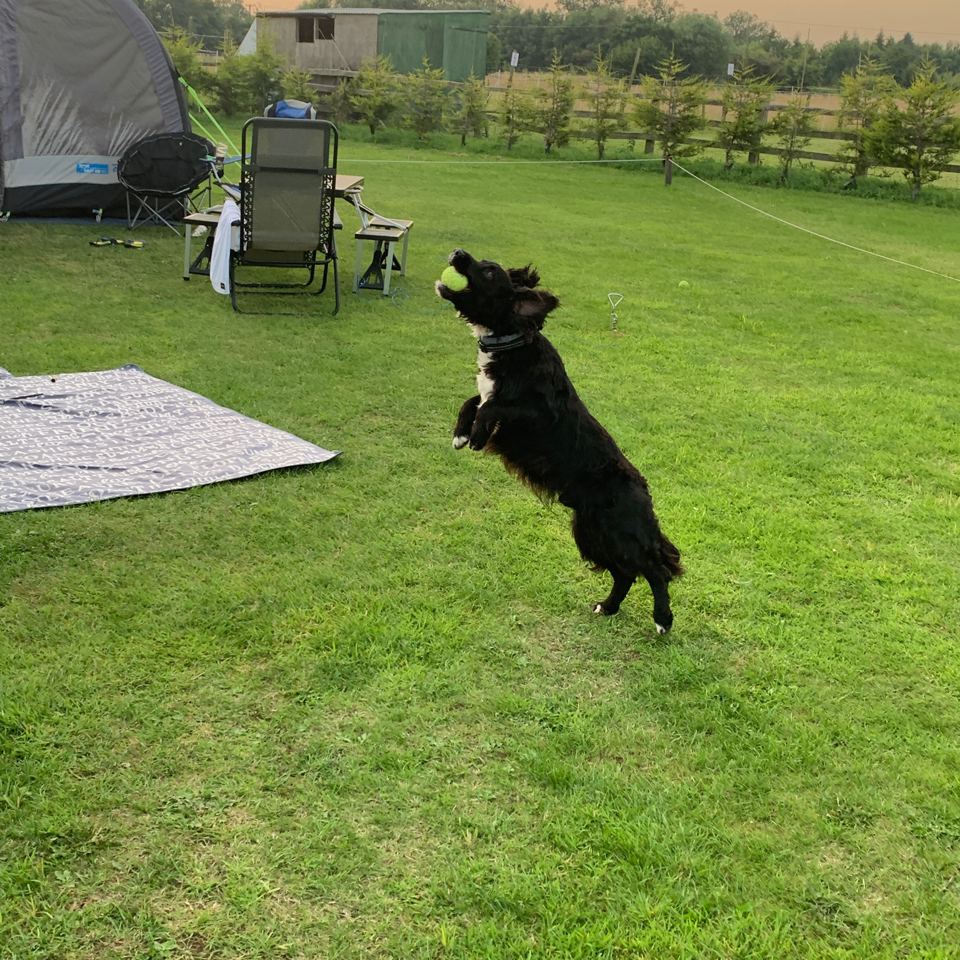 Dog playing on the grass