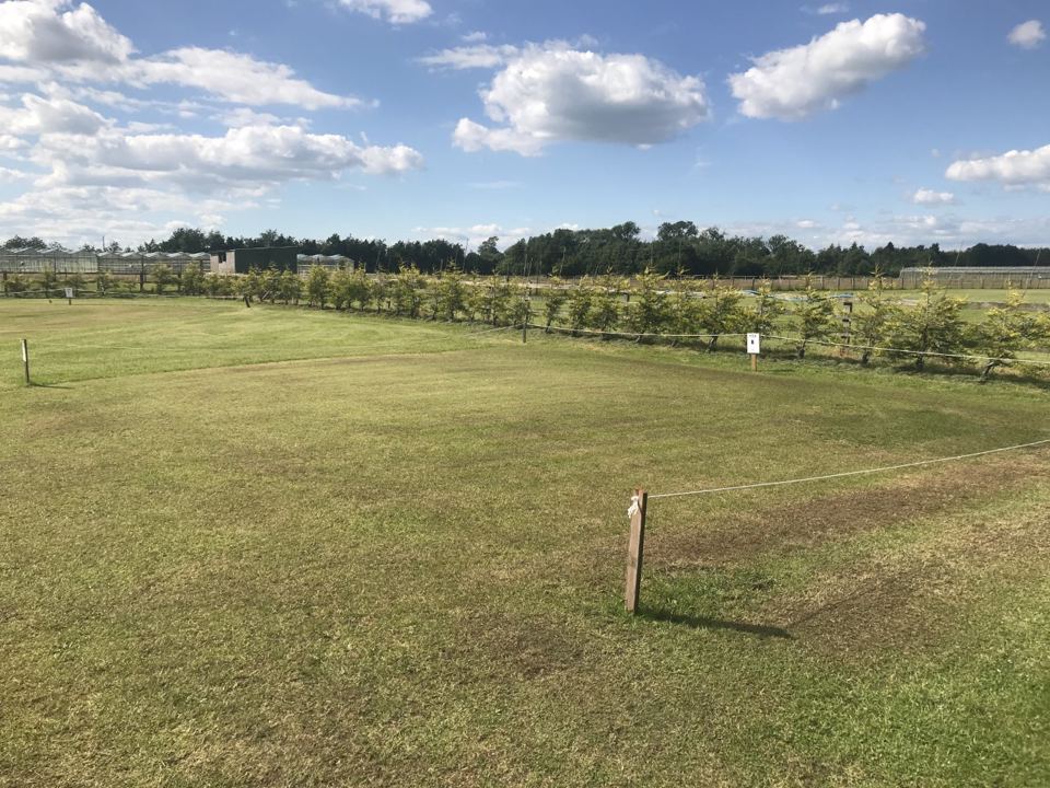 Marked meadow pitches