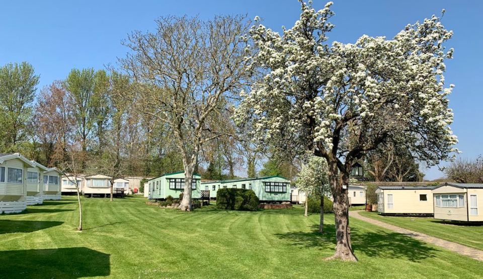 Caravans among blossom trees
