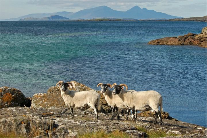 Sheep on the rocky shore