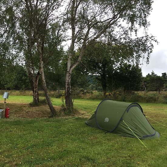 Tent under birch trees