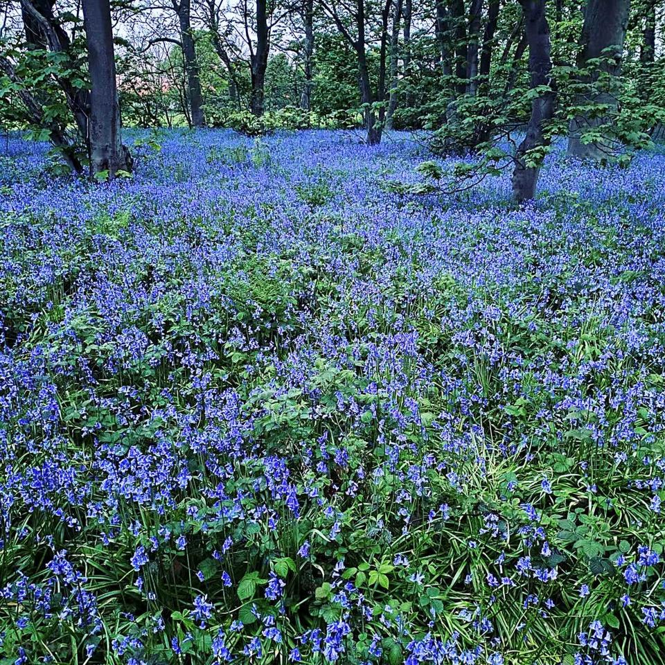 Bluebells in the woodland
