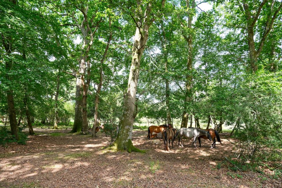 Ponies in the woods nearby