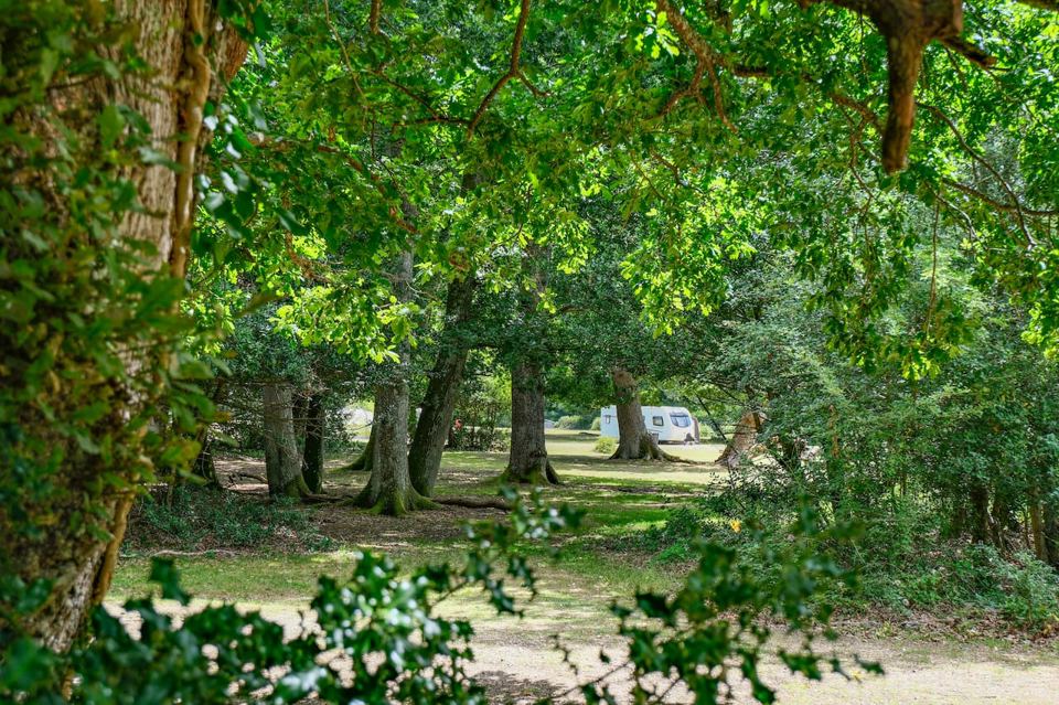Woodland camping area