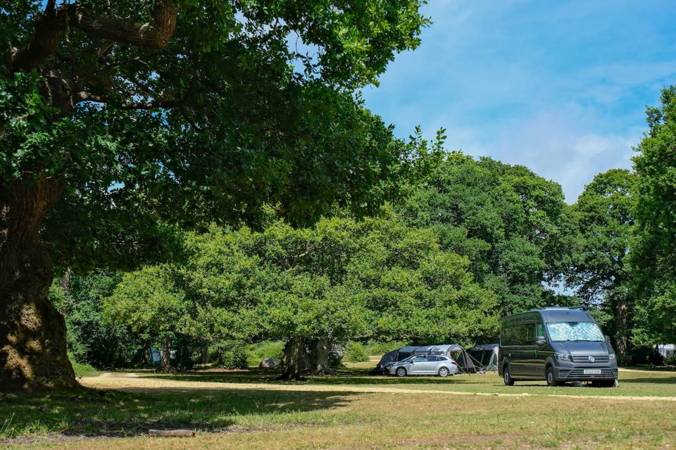 Pitches under spreading oaks