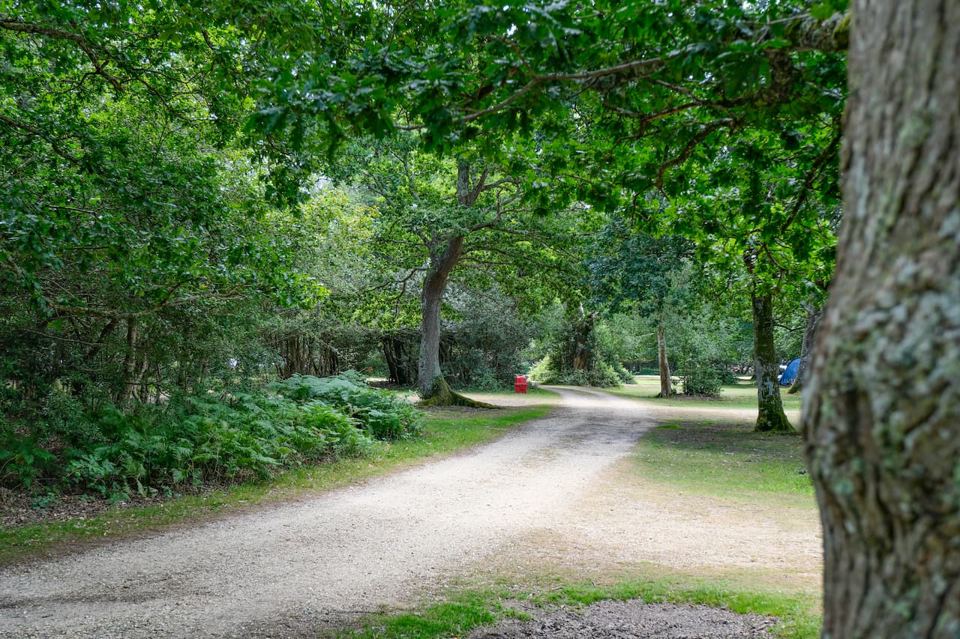 Gravel track under oaks