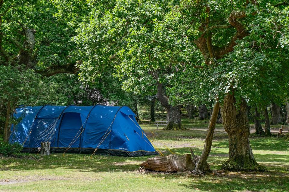Family tent among the oaks