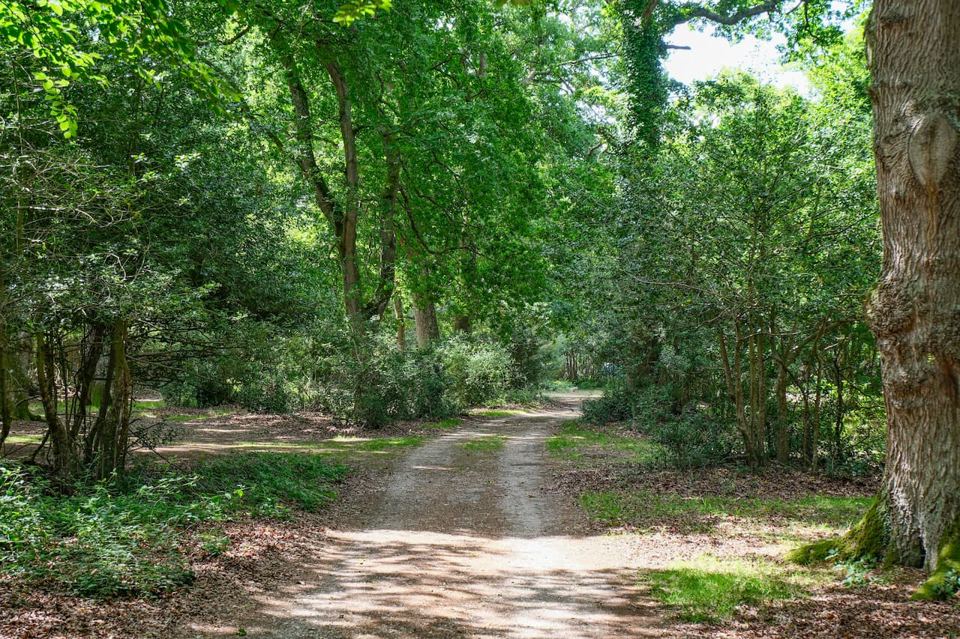 Track through the trees