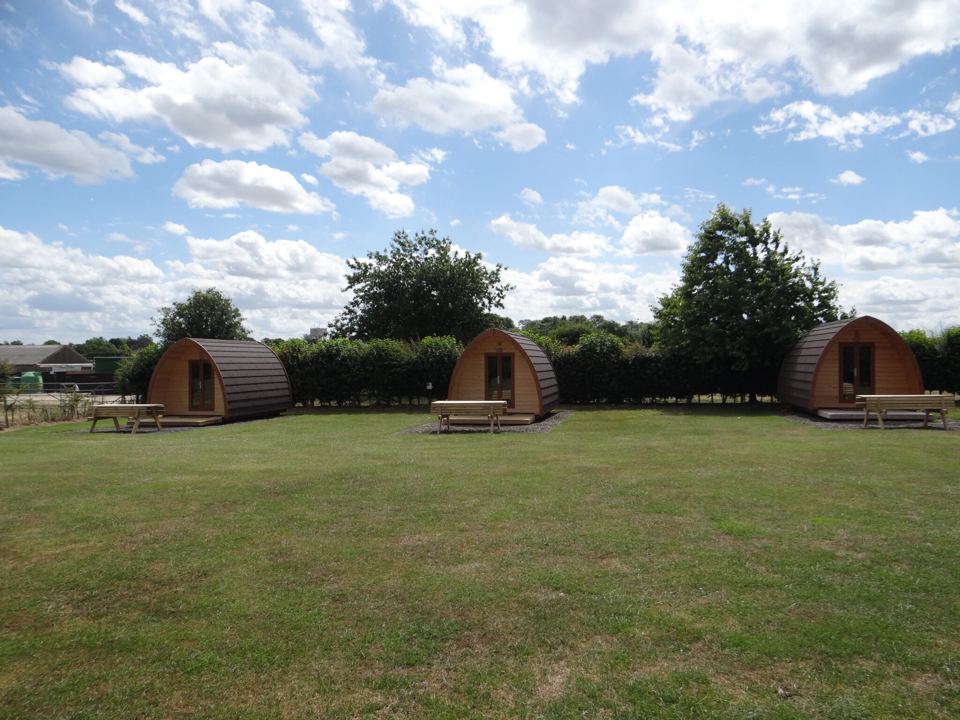Pods along the hedge