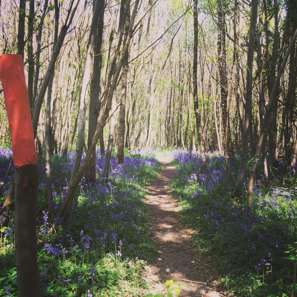 Bluebell path through the wood