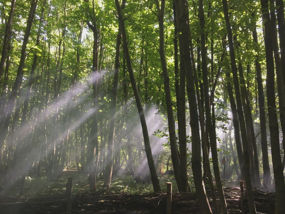 Sunlight through the trees