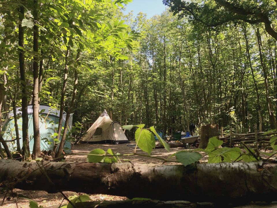 Tents on a woodland pitch