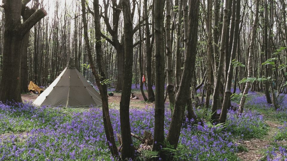 Tipi among the bluebells