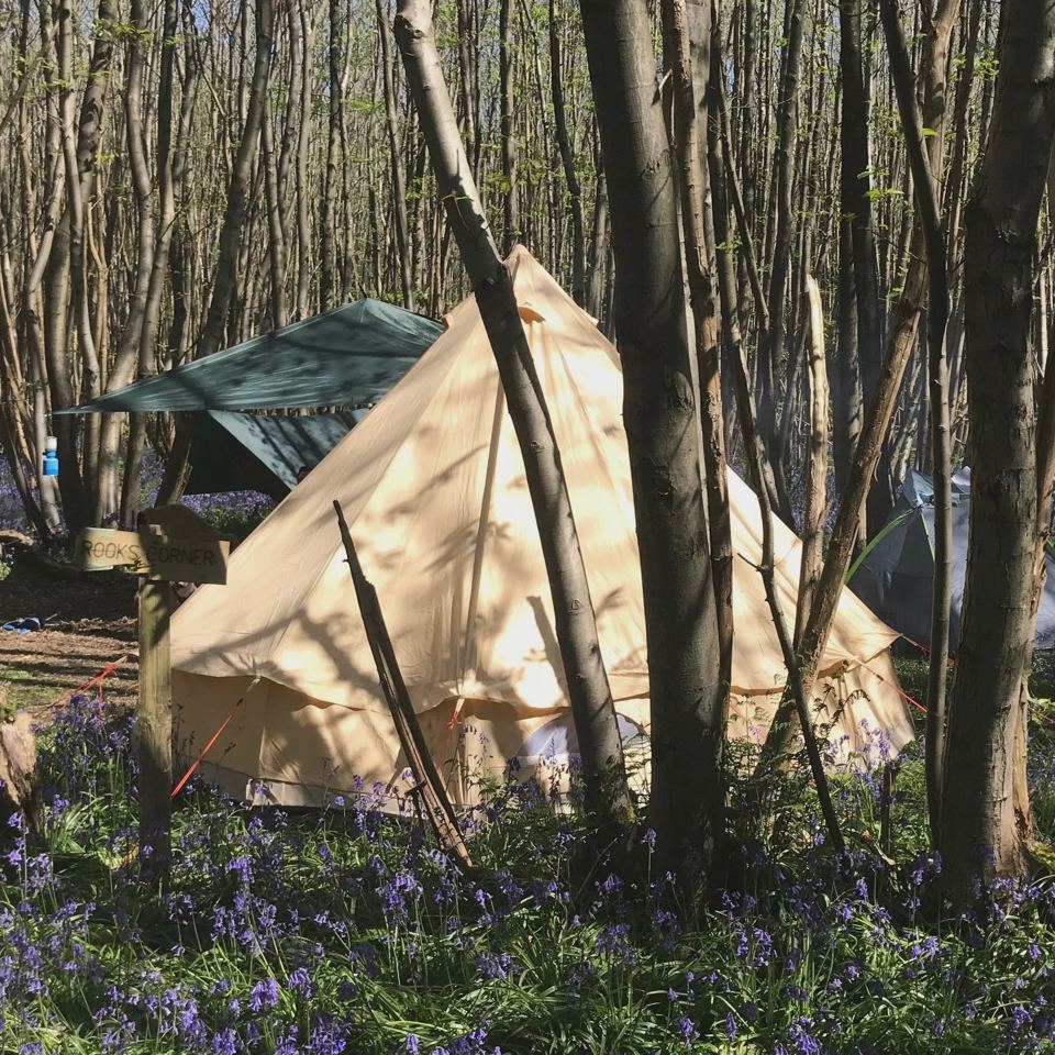 Bell tent among bluebells