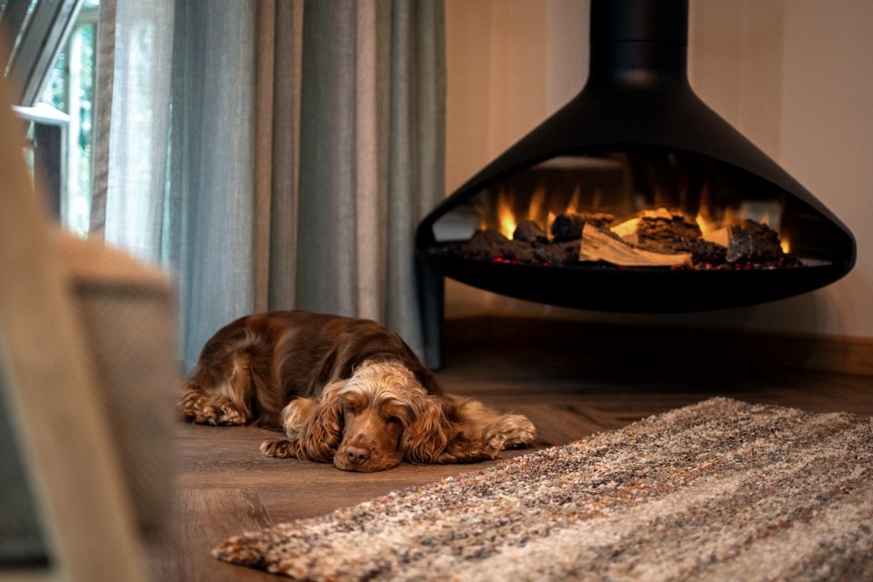 Dog by the fire