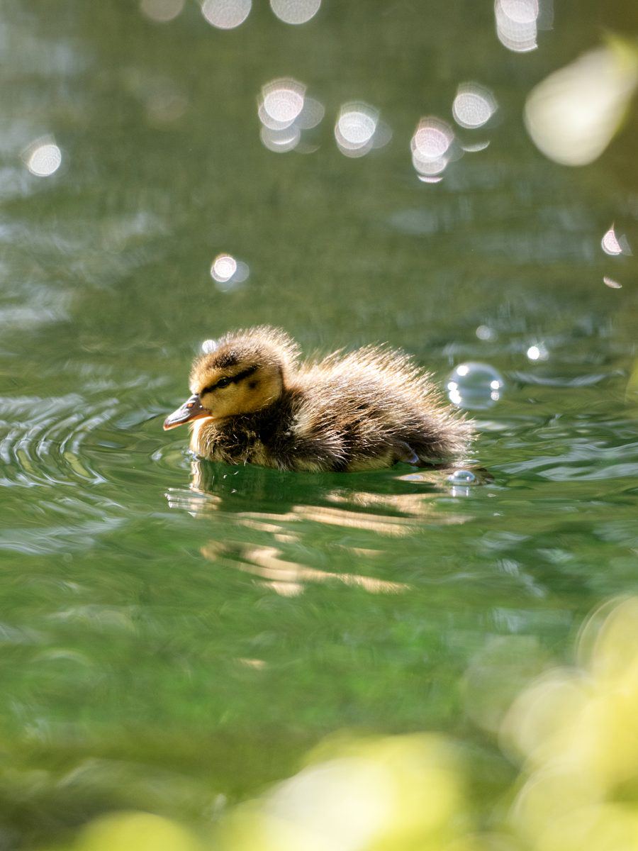 Duckling on the lake