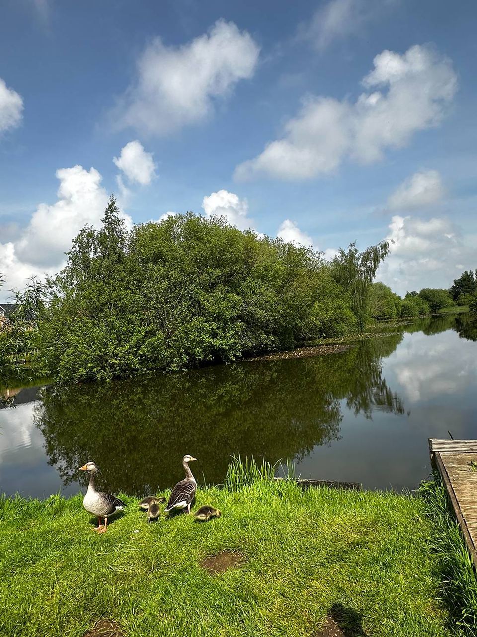 Ducks on the fishing lake