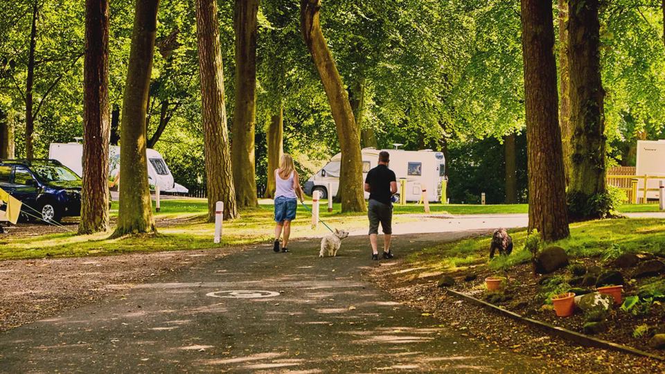Walking dogs between the pitches
