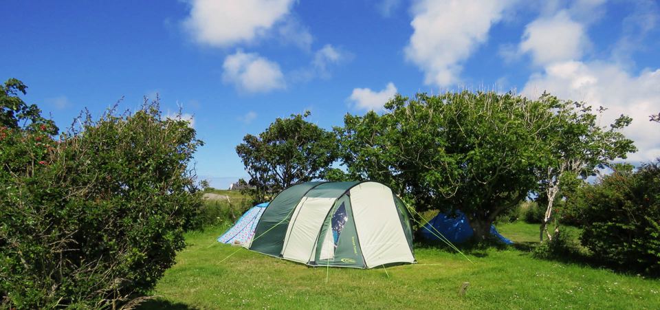 Tent beside a hedge