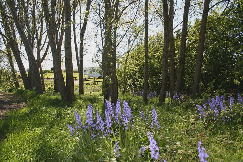 Bluebells in the woodland