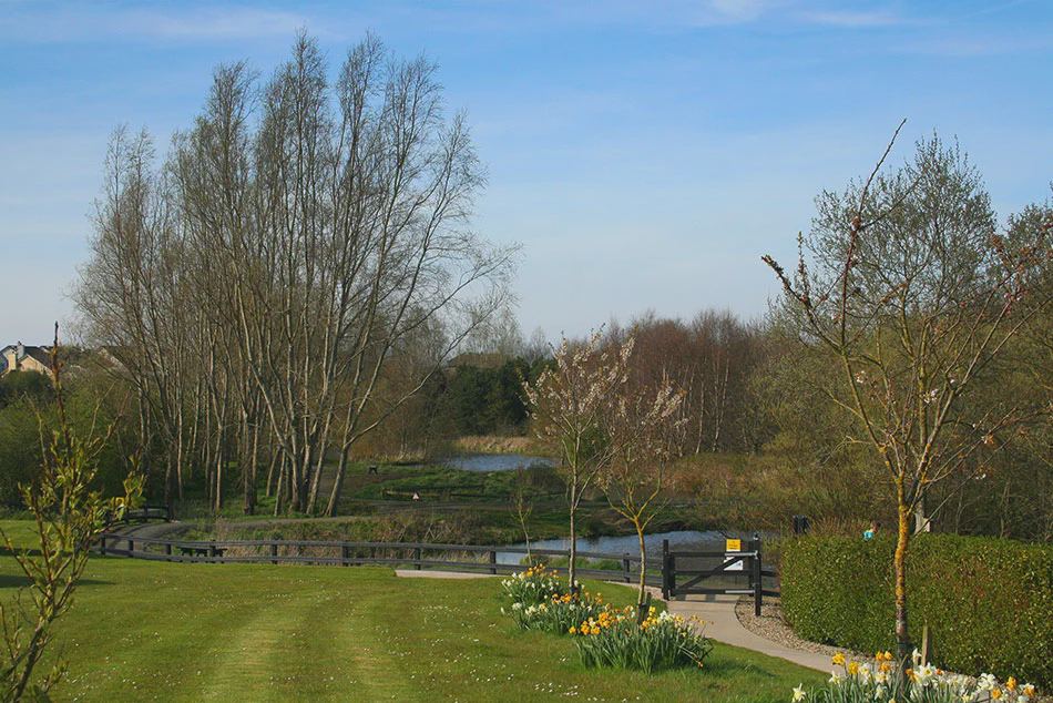 Pond and lawns in the park