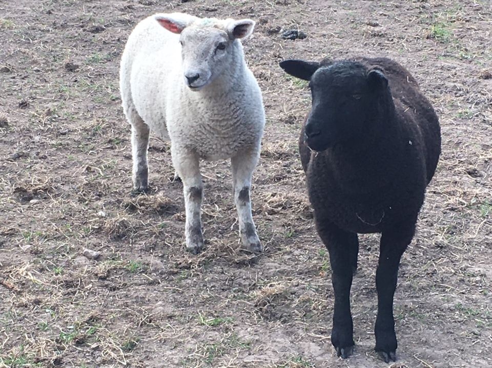 Sheep on the farm