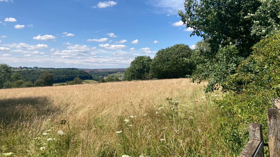Meadow and view across the valley