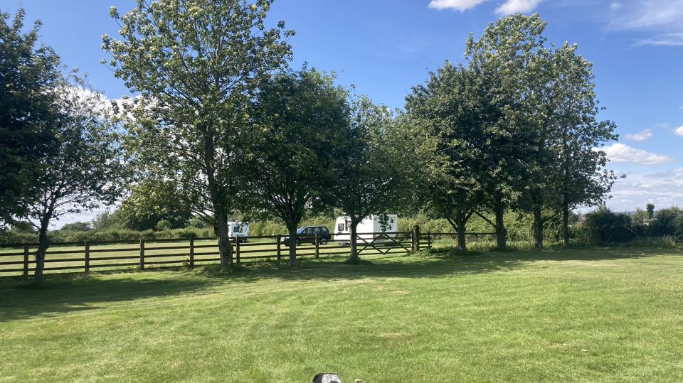 Field edged with trees and fencing