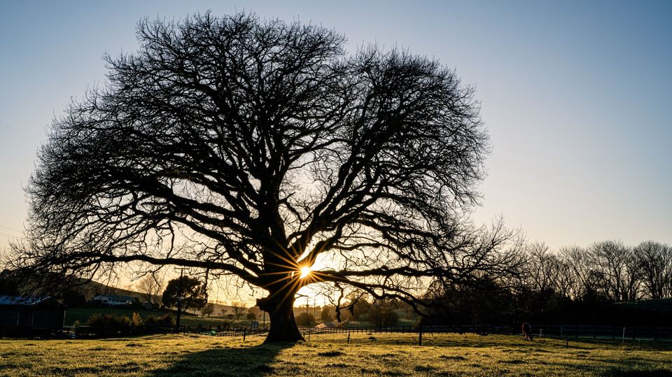 Oak tree at sunset