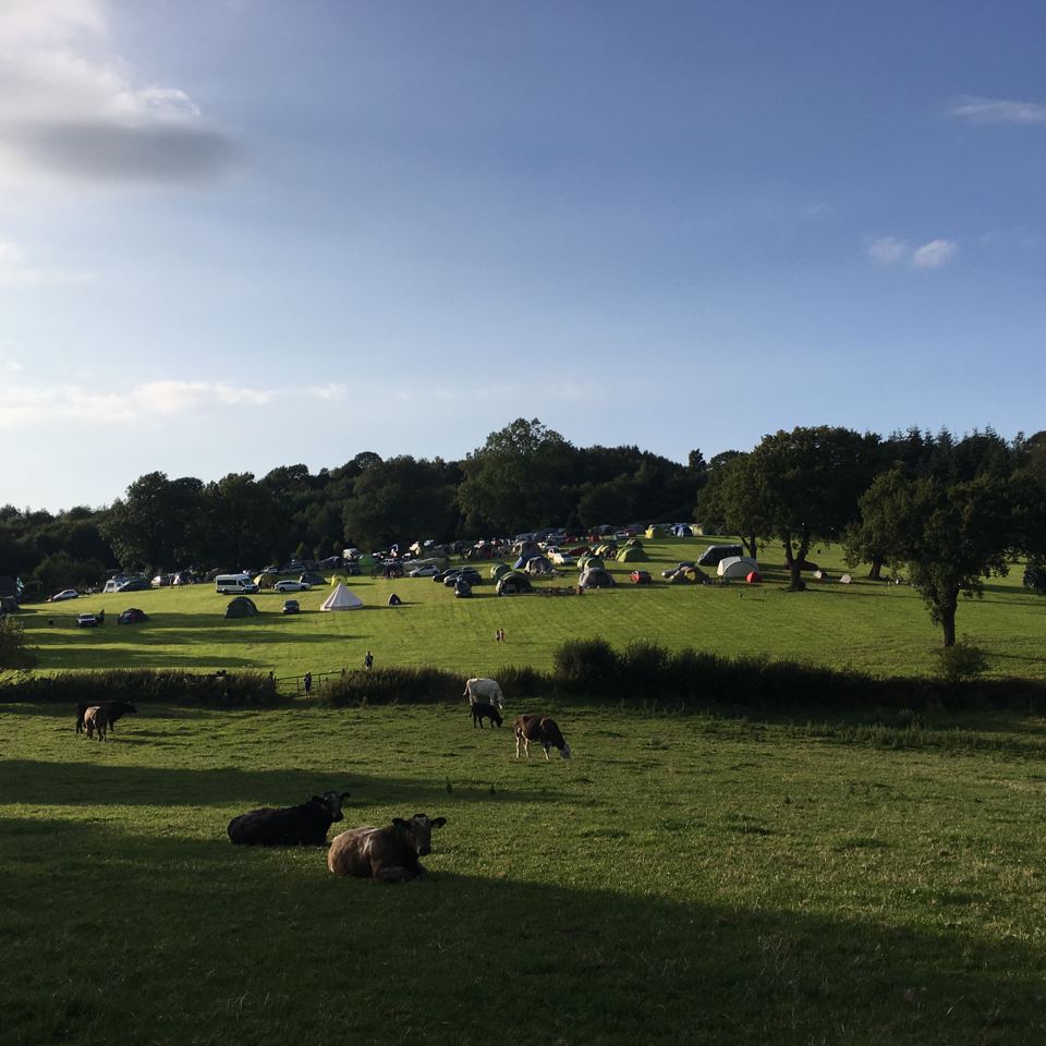 Camping field with sheep
